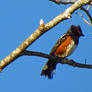 The Pointy Headed Towhee