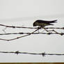 Swallow Relaxing On Wire
