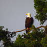 Eagle In A Jungle Of A Tree