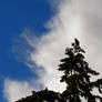 Eagle WIth Head In The Clouds