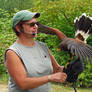 Harris Hawk Landing