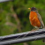 Robin On Wires