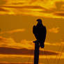 Golden Eagle Against Clouds