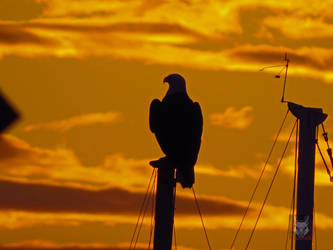 Golden Eagle Against Clouds