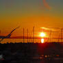 Seagull In Flight At Sunset