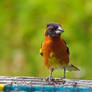 Cute Grosbeak