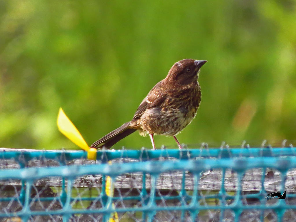 Brown Sparrow On Fence