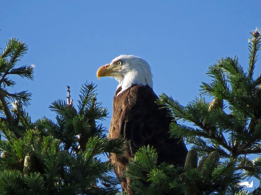 The Grand Eagle