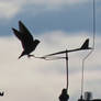 Young Swallow Balancing