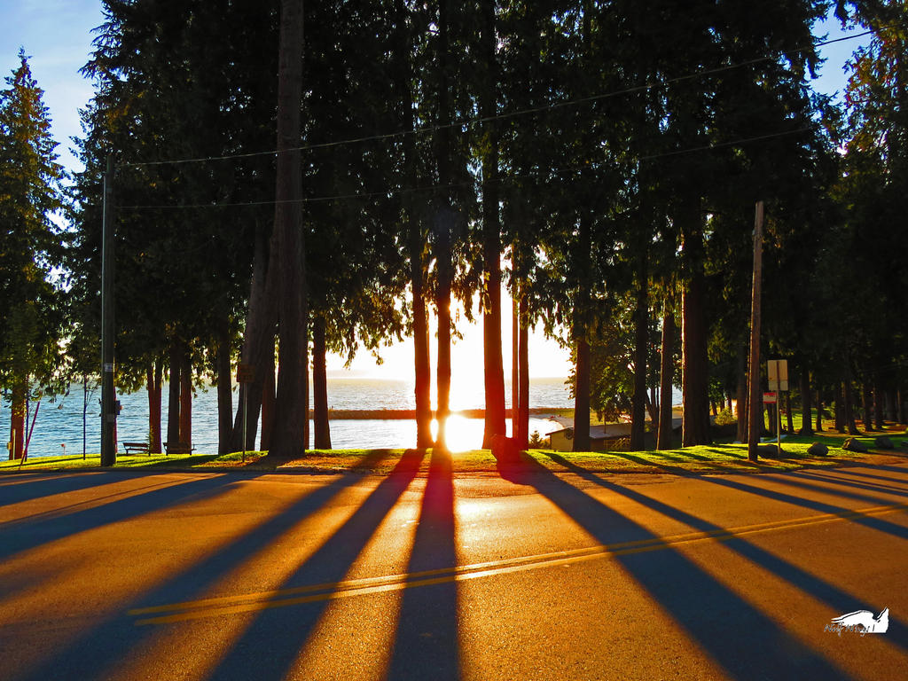 The Sun Through Trees