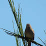 Bird In A Green Tree