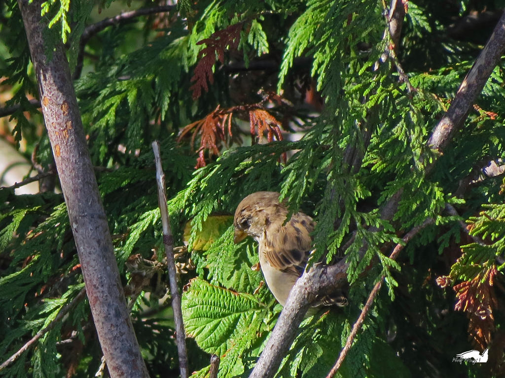 Sneaky Sparrow