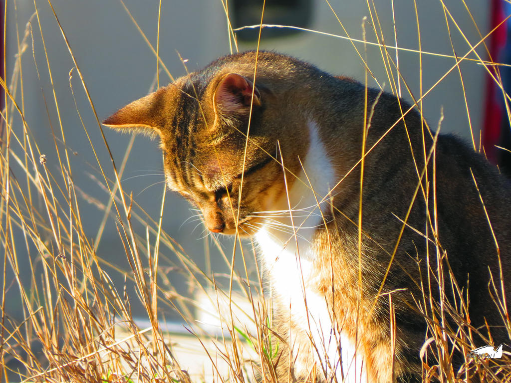 Contemplating Cat