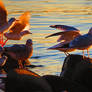 Seagulls On Rocks