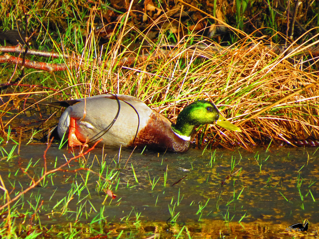 A Duck Hunting By Wolfwings1 On DeviantArt a-duck-hunting-by-wolfwings1-on-deviantart