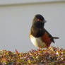 Towhee On Bush