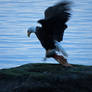 Bald Eagle Fish Hopping