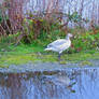 Snow Goose In Refelction