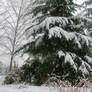 Snow Covered Trees