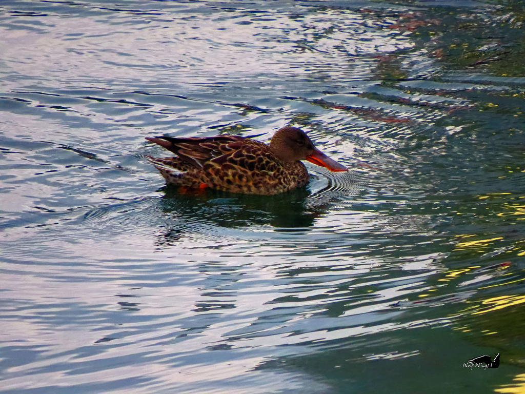 Shoveler Swimming Around