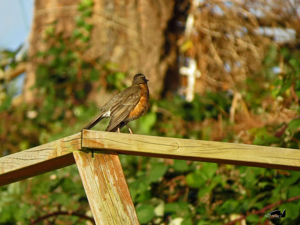 Rob In Railing Robin On Railing by wolfwings1 on DeviantArt