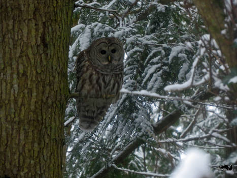 Winter Barred Owl