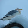 Seagull Cooling Off