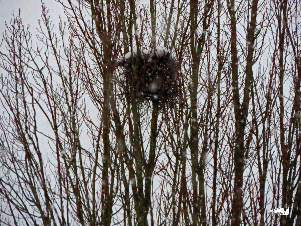 Snow Nest