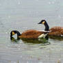 Canadian Geese In Snowy Water