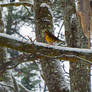 Snowstorm Thrush 