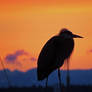 Tangerine Heron Sunset