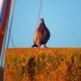 Pigeon On Cement