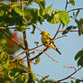 Goldfinch Up In Tree