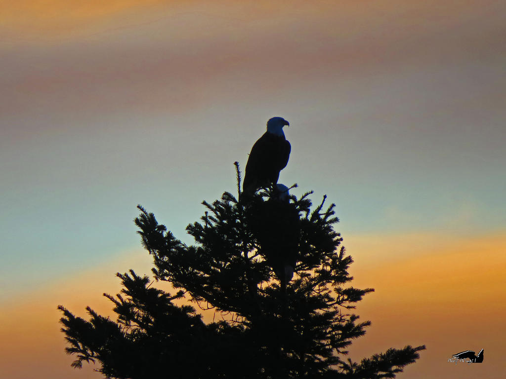 Eagle Standing On Others Head