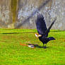 Hungry Hungry Crow