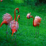 Flamingo Meeting