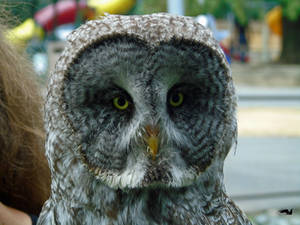 Portrait Of A Great Grey Owl