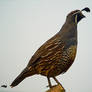 Closeup Of A Quail