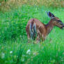 Deer Giving Me The Eye