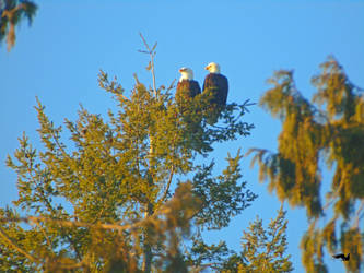 Pair Of Eagles In Tree