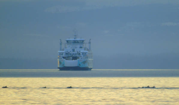 Dolphins Swimming Past Ferry