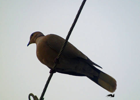 Dove On A Wire