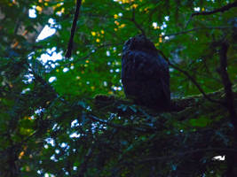 Dark Horned Owl