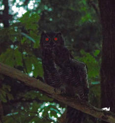 Spooky Horned Owl