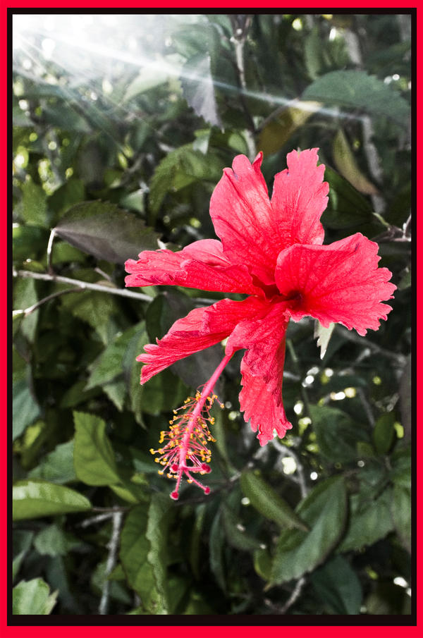 Pink Hibiscus