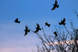 Birds in Flight