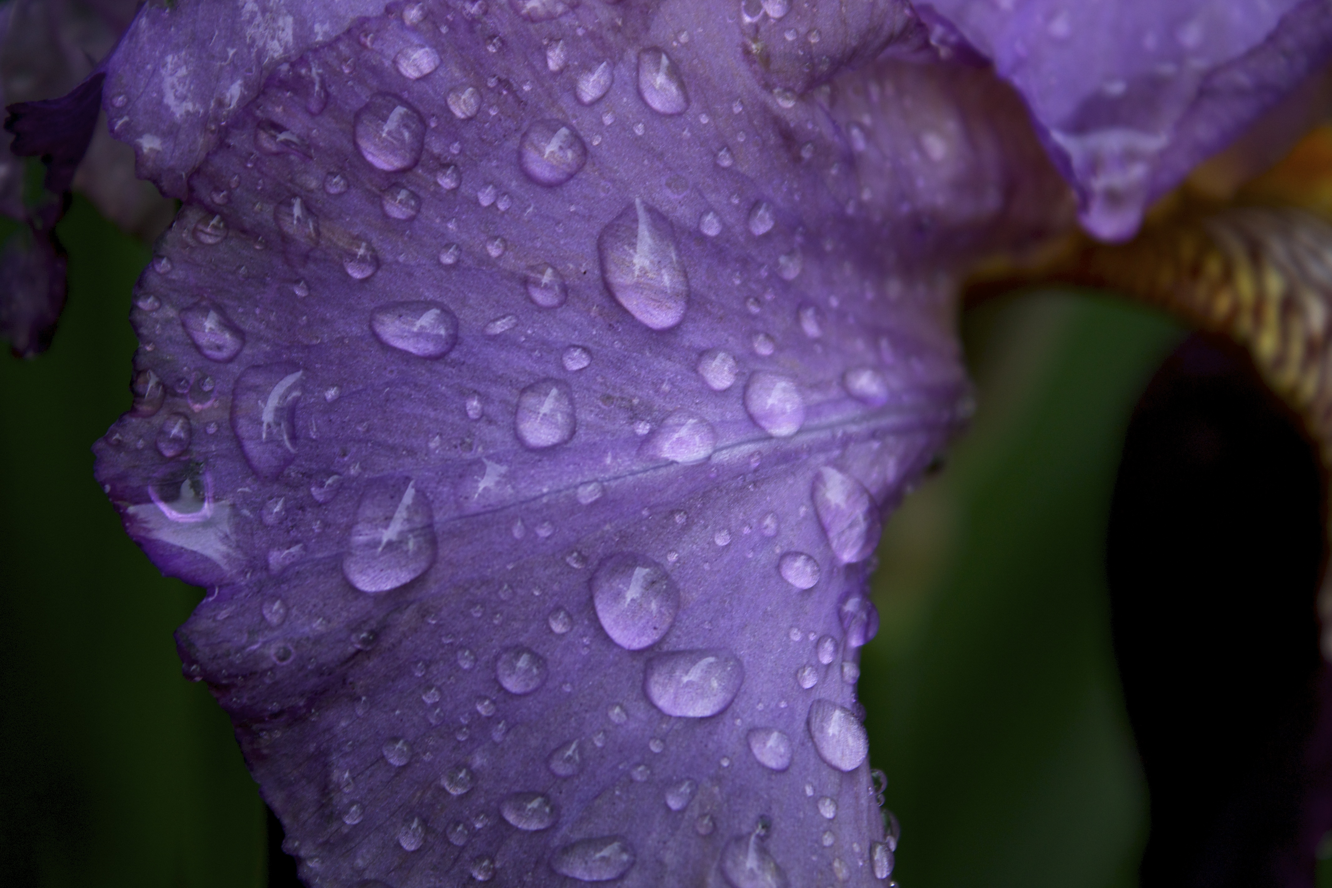 Iris Dew