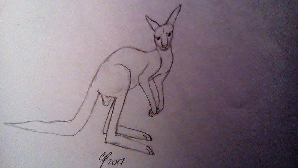 Another Kangaroo