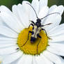 Long Horned Flower Beetle