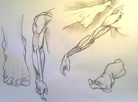 arm and foot study drawing